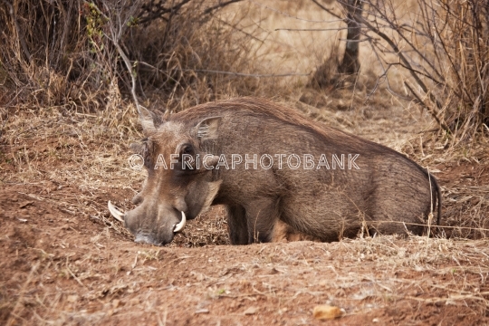 Warthog in the bush