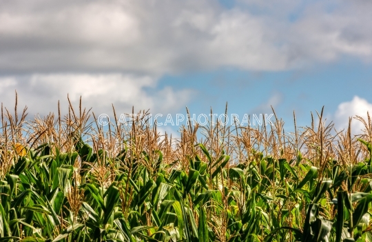 Corn crop