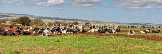 Milk cows