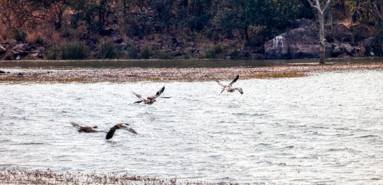 African goose
