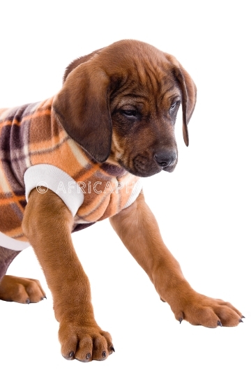  Puppy ridgeback