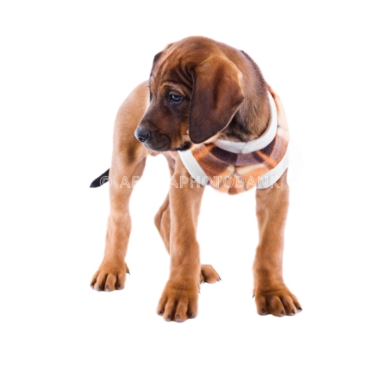  Puppy ridgeback