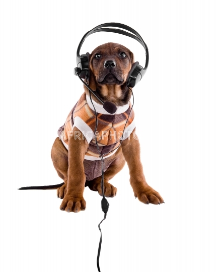  Puppy ridgeback