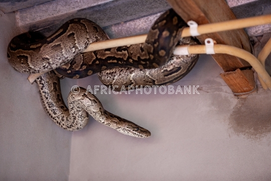 Snake in the house