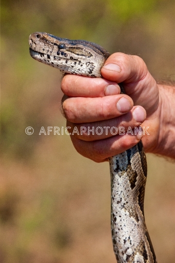 catching the snake