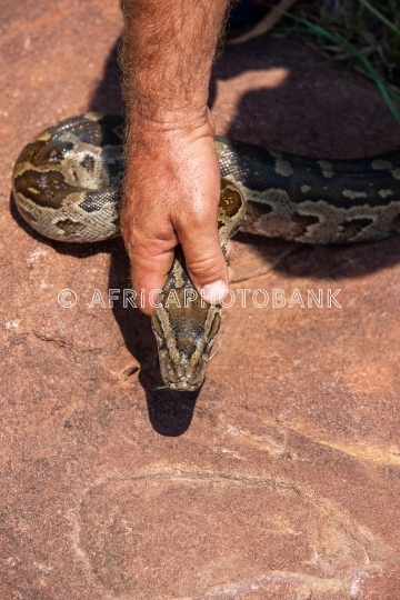 catching the snake