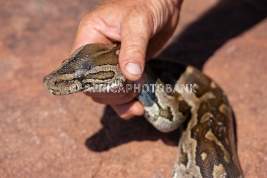 catching the snake