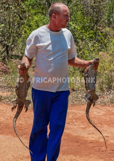 catching the lizard