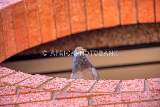 racing pigeon