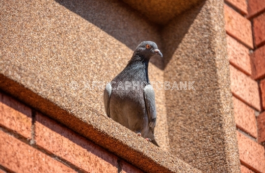 racing pigeon
