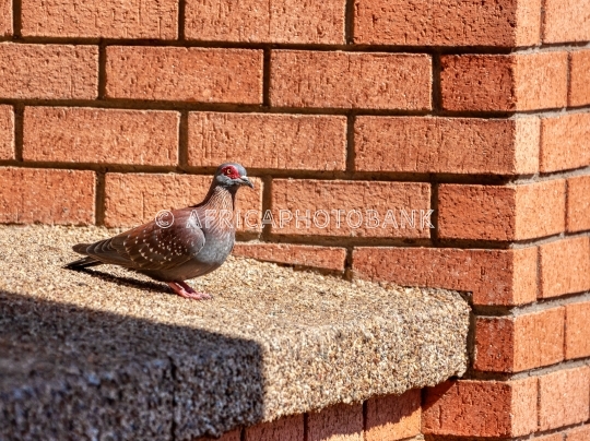 racing pigeon