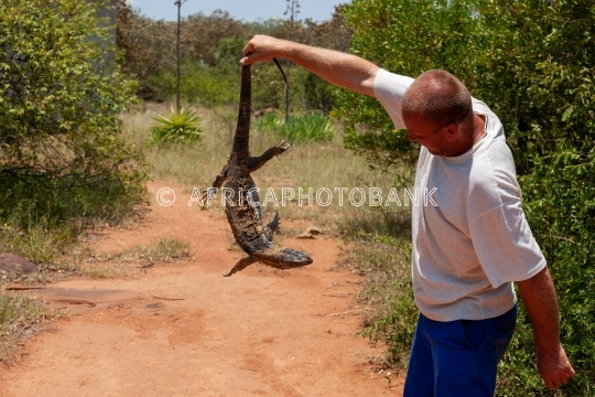 catching the lizard