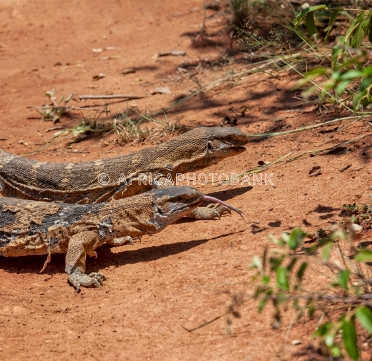 rock monitor lizard