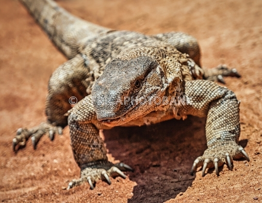 rock monitor lizard
