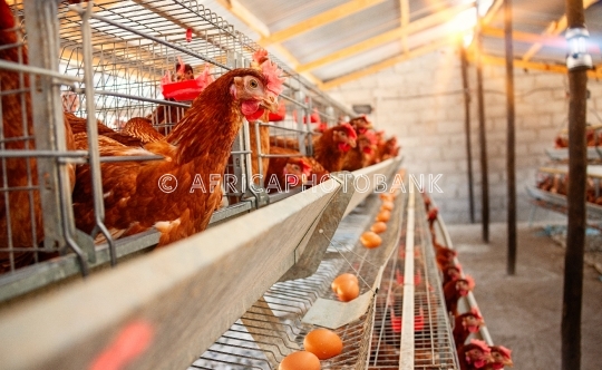 egg farm