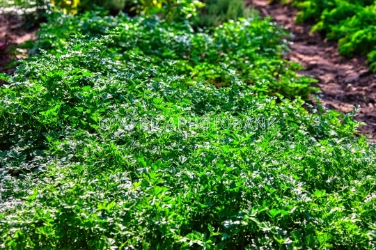 parsley field