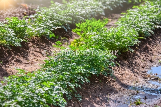 parsley field