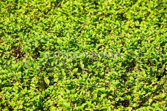 mint field