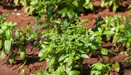 basil field