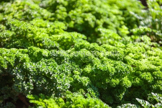 curly parsley field